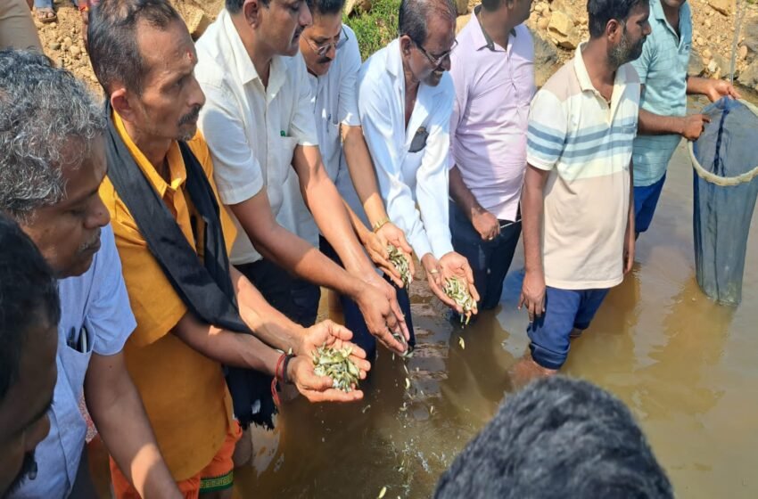  ಪ್ರಧಾನ ಮಂತ್ರಿ ಮತ್ಸ್ಯ ಸಂಪದ ಯೋಜನೆಯಲ್ಲಿ ಮುಗೇರಡ್ಕ ನೇತ್ರಾವತಿ ನದಿಯಲ್ಲಿ ಉತ್ತಮ ತಳಿಯ ಮೀನು ಮರಿಗಳ ಬಿತ್ತನೆ ಮಾಡಿದ ಶಾಸಕ ಹರೀಶ್ ಪೂಂಜಾ